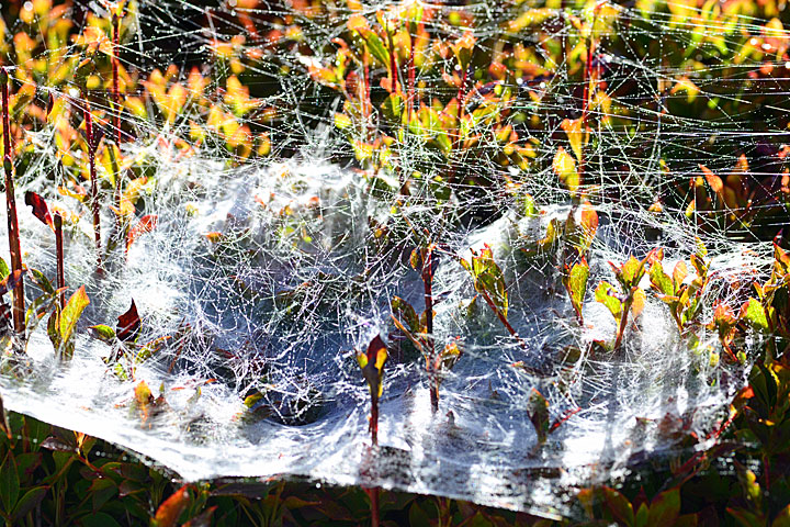 朝つゆ光るクモの糸